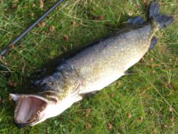 zu den Vorbereitungen von Fischtrophäen