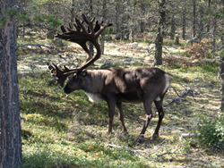 zu den Vorbereitungen von Jagdtrophäen