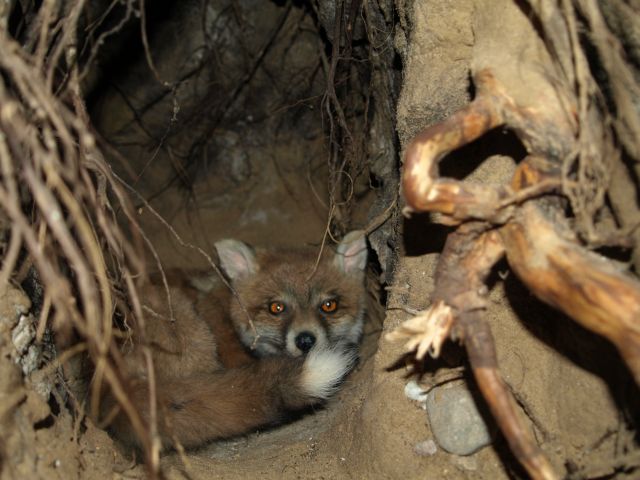 Blick in den Fuchsbau vom Diorama